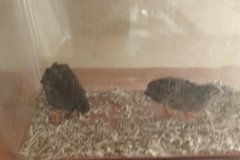 IMG_20261016_163916